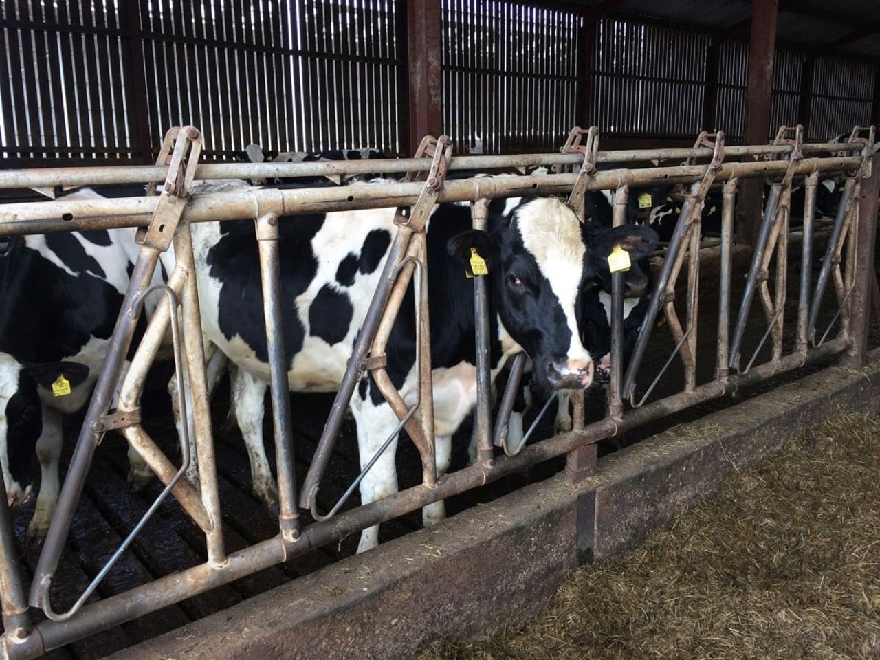 A cow looks at the camera that is confined to a small crate