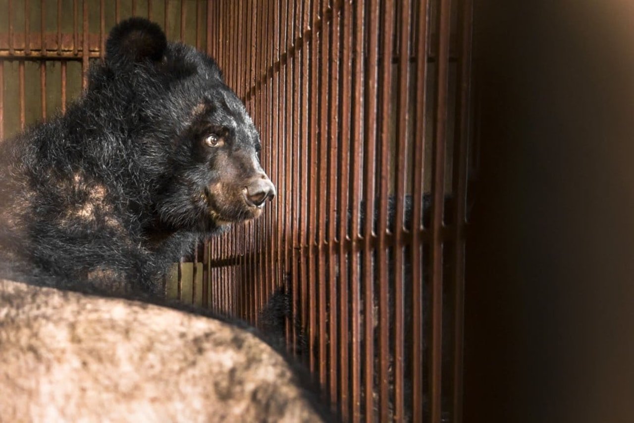 bear_behind_cage_at_bear_bile_farm