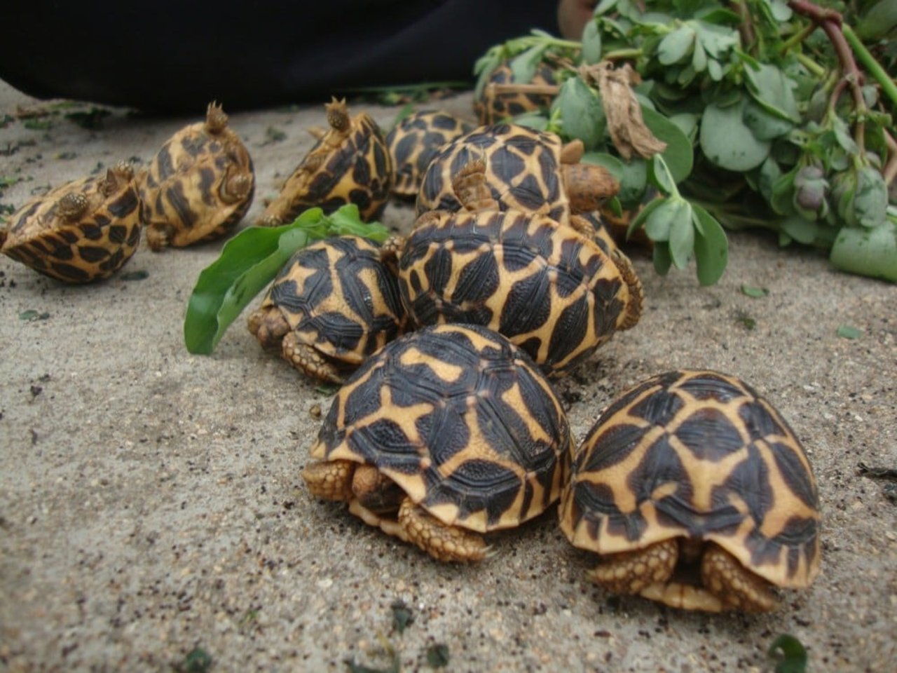 Indian star tortoises being bagged and prepared for export - Wildlife. Not pets - World Animal Protection