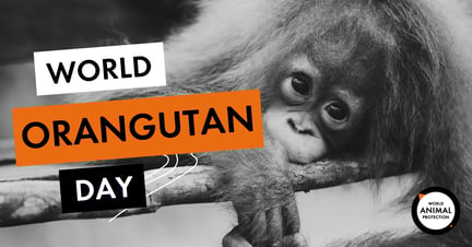 WorldOrangutanDay