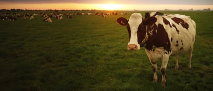 Dairy cows at Friesland, Netherlands. WSPA / Gideon Mendel