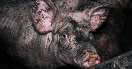 Pig farm, World Animal Protection / Tracks Investigations