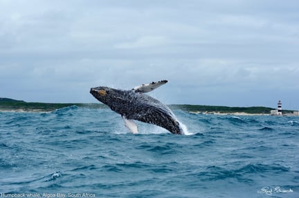Algoa Bay i Sydafrika er udnævnt til Whale Heritage Site