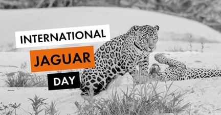 International Jaguar Day meta/og image