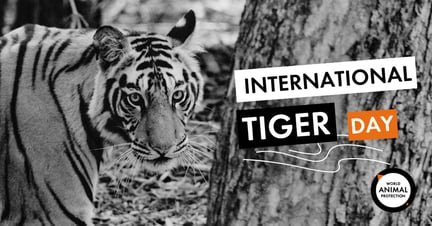 International Tiger Day meta/og image