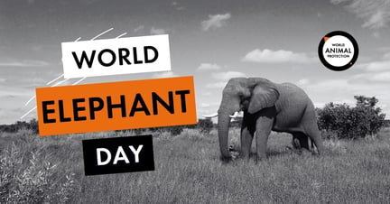 World Elephant Day meta/og image