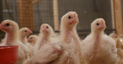 Fast growing Hubbard Flex chickens. World Animal Protection.