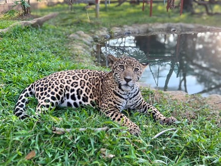 Celeste the jaguar