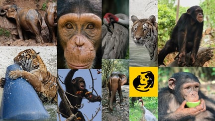 The finalists of the 2024 Wild Animal Unique Personality Award