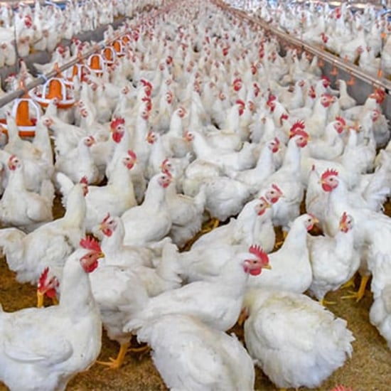 factoy farm chickens