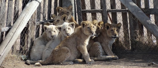Cubs at a lion breeding farm in South Africa