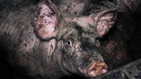 Pig farm, World Animal Protection / Tracks Investigations