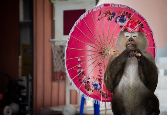 Monkey at cruel venue holding pink umbrella. Amy Jones / Moving Animals