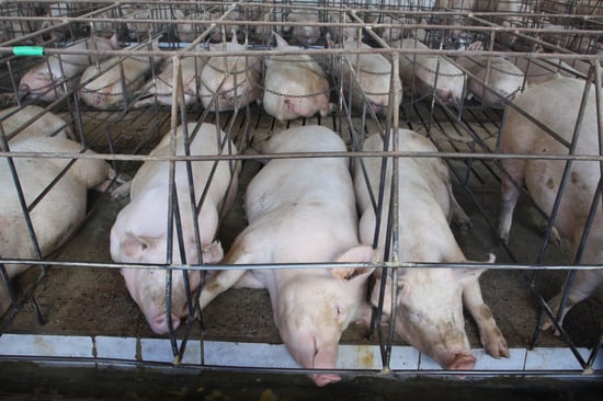 Mother pigs in cages on a factory farm - Pigs in farming - World Animal Protection