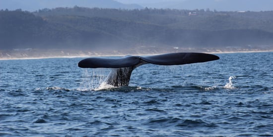 Plettenberg Bay Whale Heritage Area South Africa