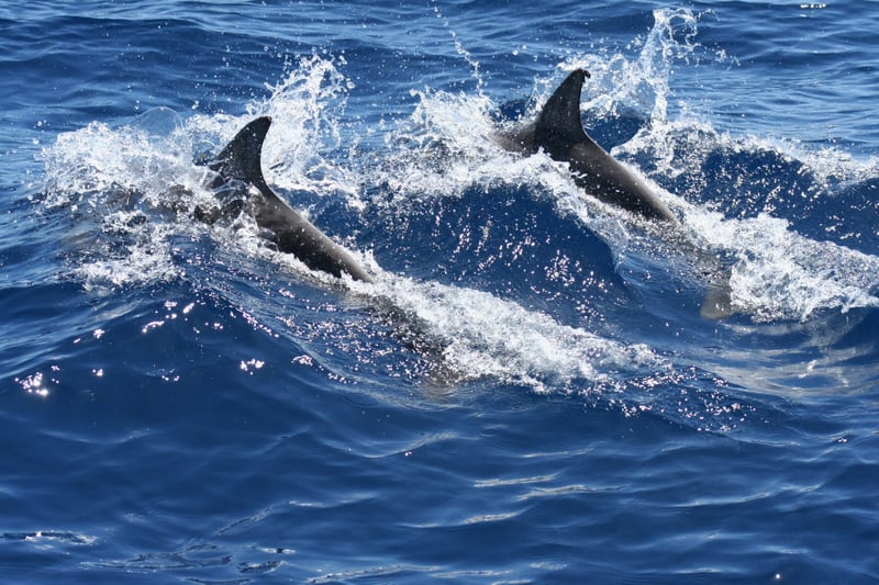 Wild dolphins