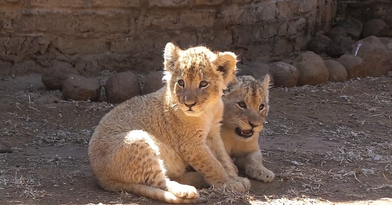 Lion cubs in a barren facility in Southern Africa.