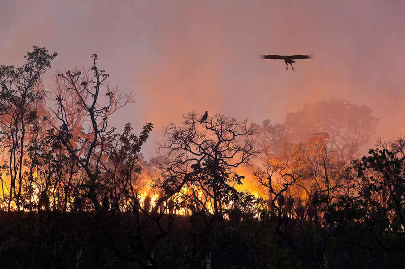 Bird flies above Brazilian wildfire