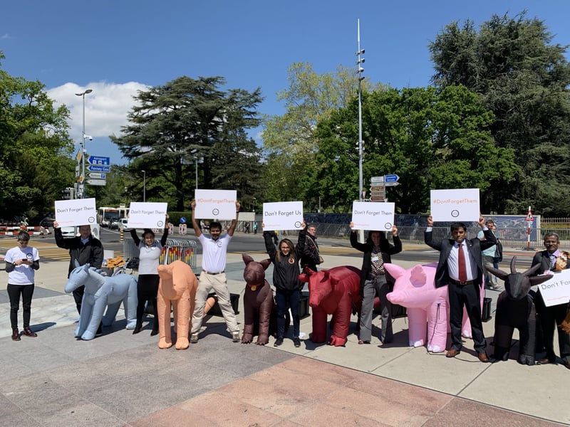 Inflatable animals in Geneva - World Animal Protection - Animals in disasters