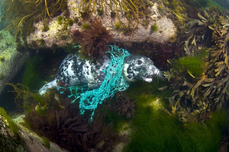 Seal entangled in ghost gear - Sea Change - World Animal Protection