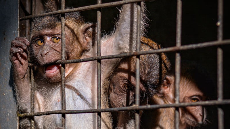 Monkeys who are caged when they are not being used to dance for tourists in the last dance training village in Cirebon, Indonesia.