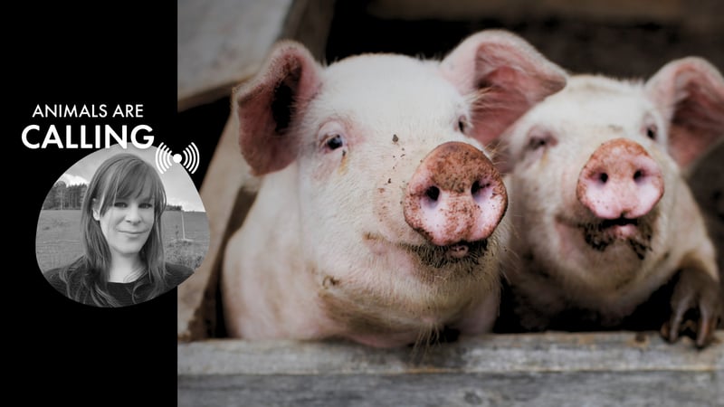 Animals are calling podcast. A photo of Dr Helen Lambert and pigs look happy