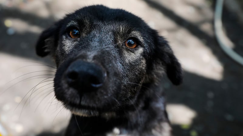 A stray dog looks into the camera. Turkey has an estimated population of 4 million stray dogs.