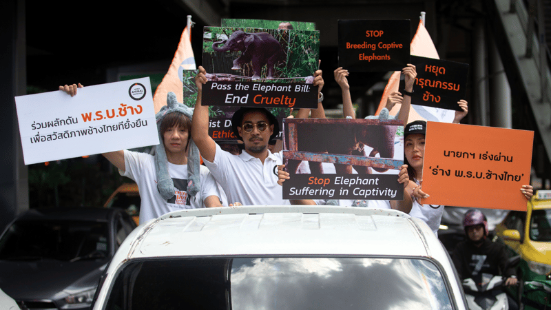 World Animal Protection Thailand on the back of a track protesting the cruelty subjected to elephants in tourism
