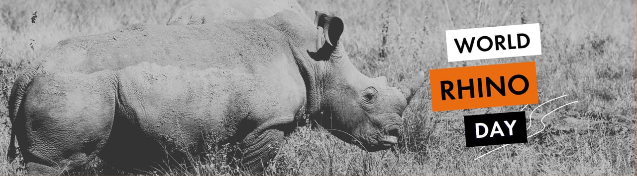 World Rhino Day-banner