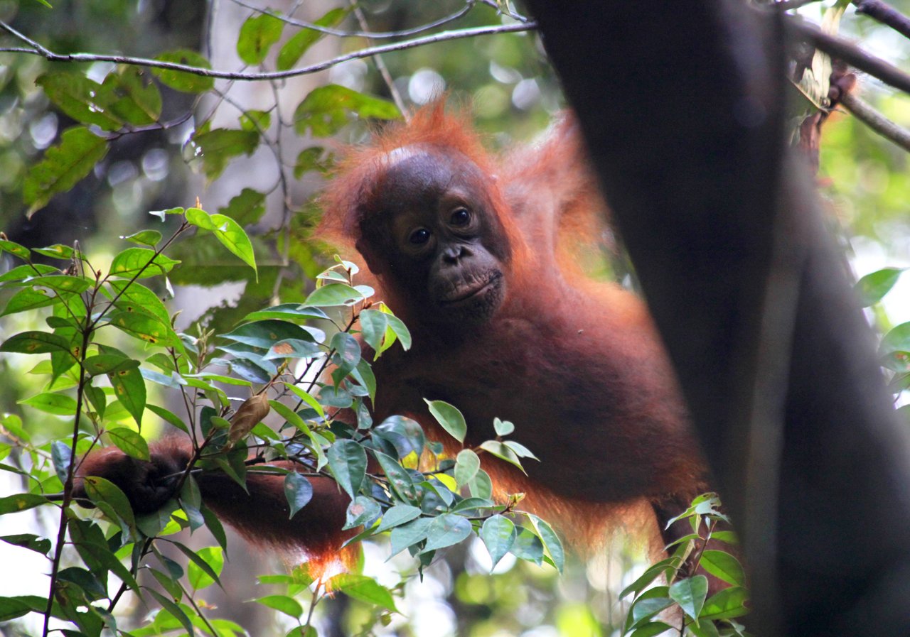 A wild infant orangutan