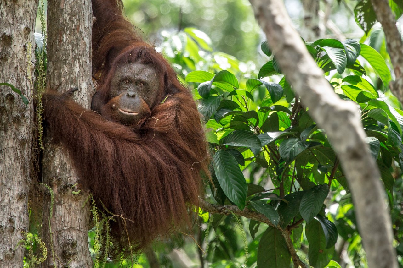 Orangutan in tree