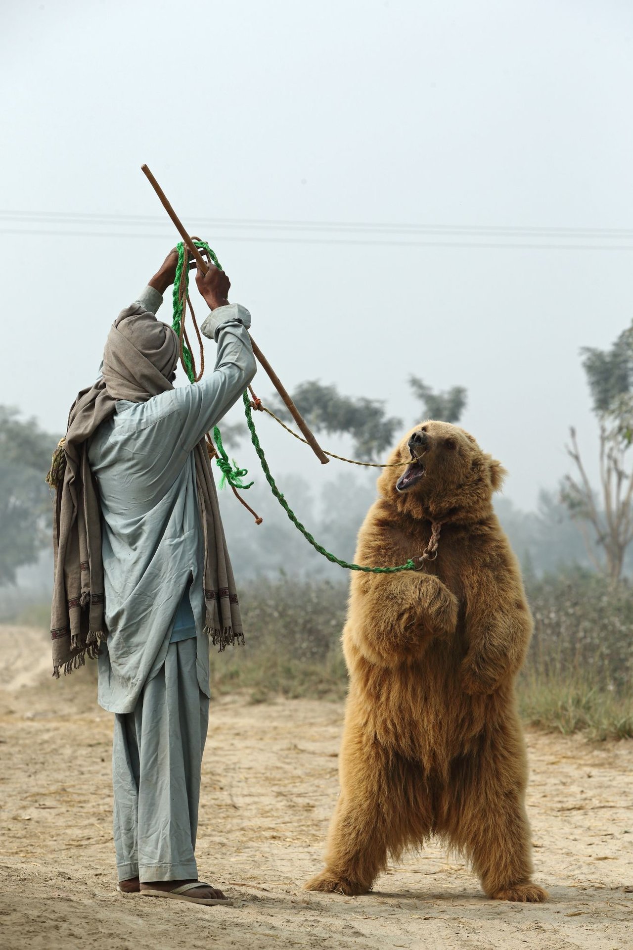 Kainat, a brown bear used for baiting surrendered to BRC Nov 2017