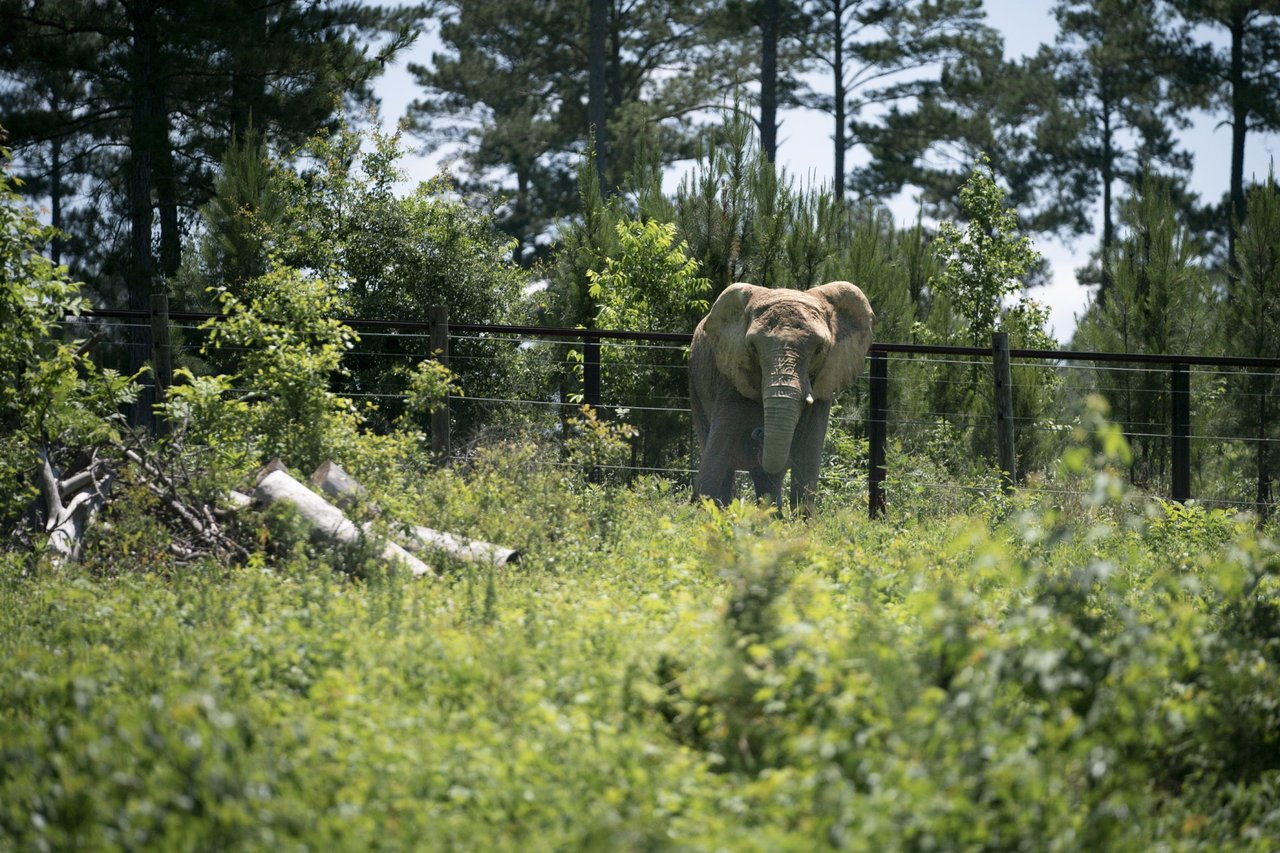 Mundi at Elephant Refuge North America. Credit: Katie Bryden