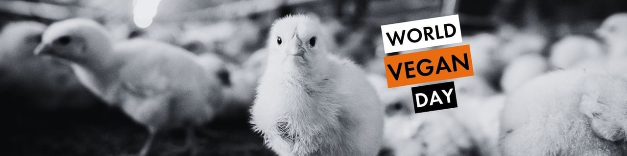 Image by World Animal Protection. A small chick stands in a factory farm and looks to camera. Text reads: WORLD VEGAN DAY