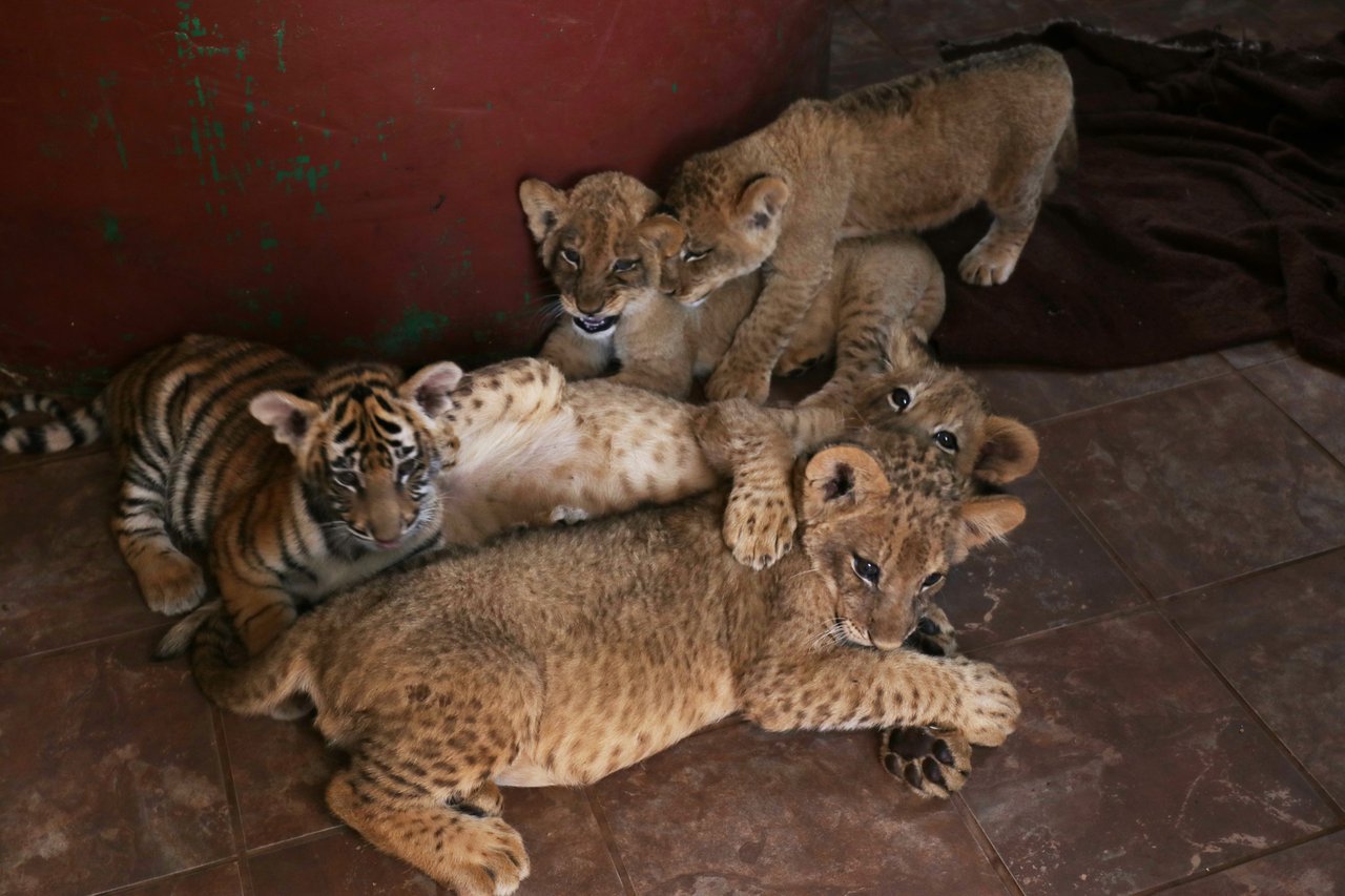 These are cubs that have grown too big for the visitor petting experiences. They are likely to become targets for canned hunting, with their bones then being used in traditional medicine