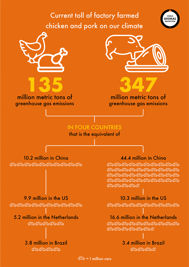 Toll of factory farmed chicken and pork on climate infographic