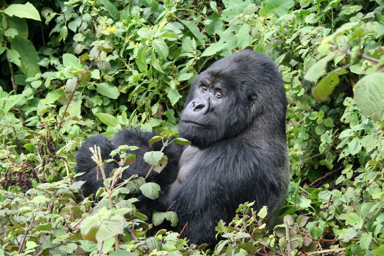 Gorilla