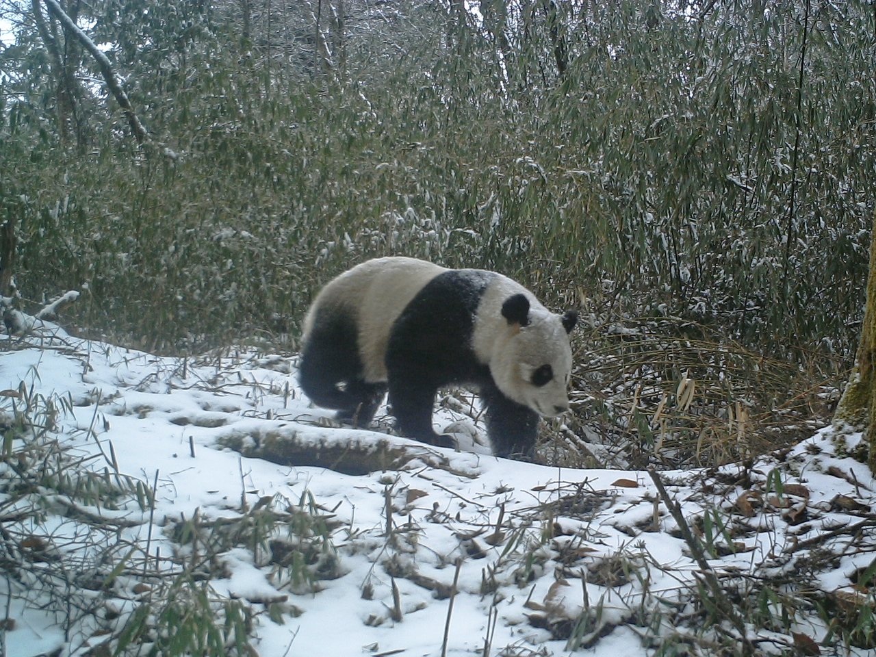 In South-Western China we have been working to develop an education base in a natural bear habitat. The base uses camera traps to capture images of wild Asiatic black bears (and other bears such as the panda, pictured), which they are sharing through the media to encourage people not to buy bear bile products.