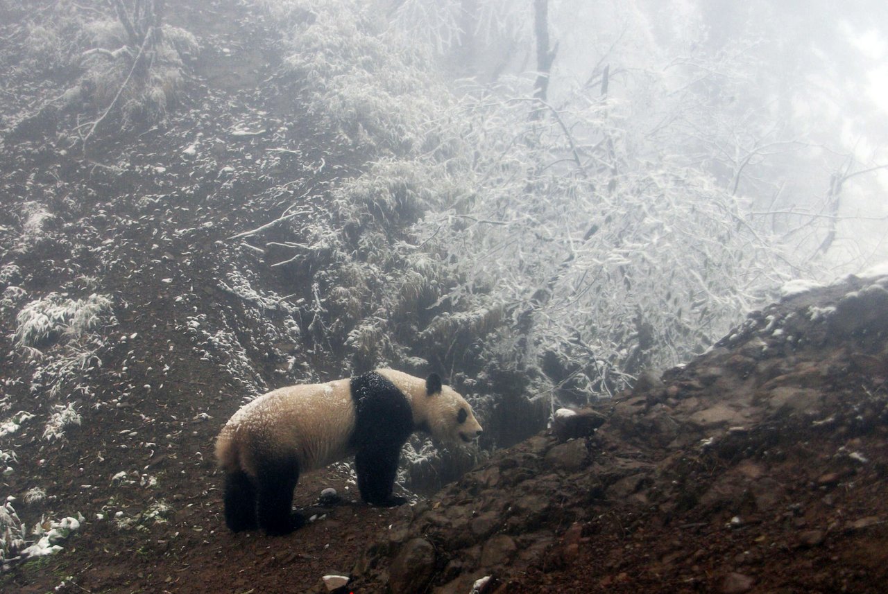 In South-Western China we have been working to develop an education base in a natural bear habitat. The base uses camera traps to capture images of wild Asiatic black bears (and other bears such as the panda, pictured), which they are sharing through the media to encourage people not to buy bear bile products.