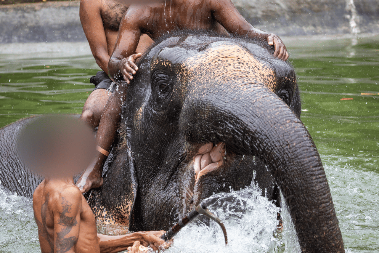 ourists bathing with, climbing and sitting on an elephant, making the animal do unnatural poses for photo purposes. The mahout is holding an elephant hook very visibly during this session.
