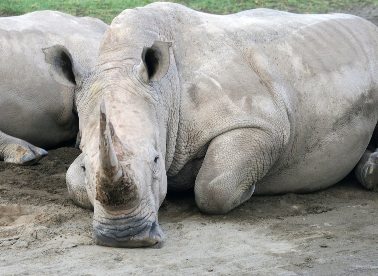 White rhinos