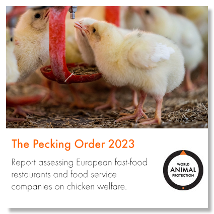 The Pecking Order 2023 report cover