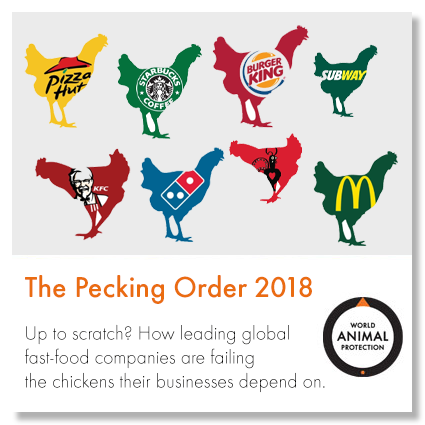 The Pecking Order 2018 report cover