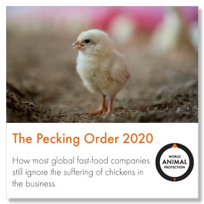 The Pecking Order 2020 report cover