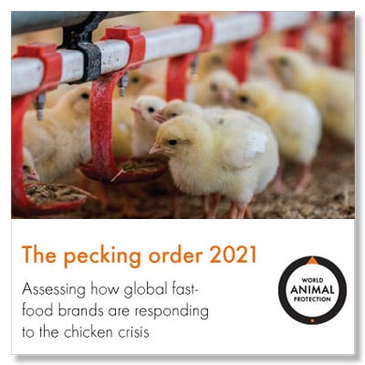 The Pecking Order 2021 report cover