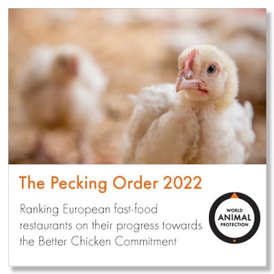 The Pecking Order 2022 report cover