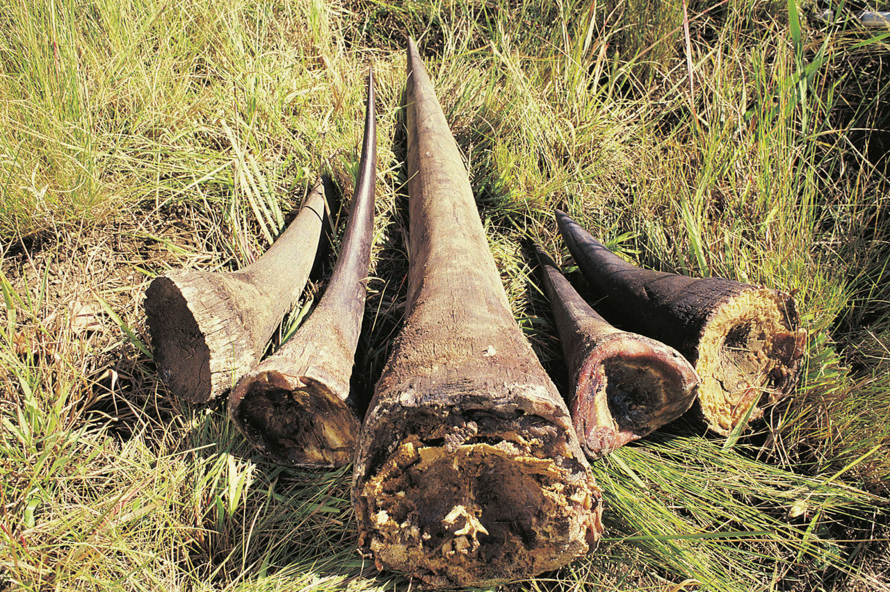 Illegal haul of rhino horn