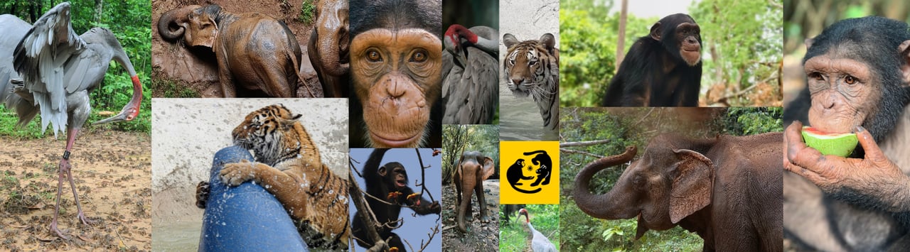 Collage of photos of a elephant, crane, tiger, and chimpanzees