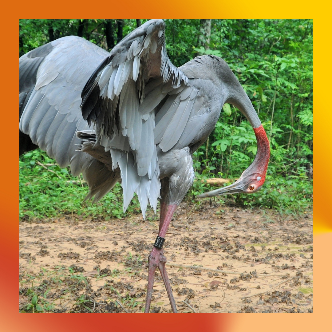 Frankie the crane at Angkor Centre for Conservation of Biodiversity