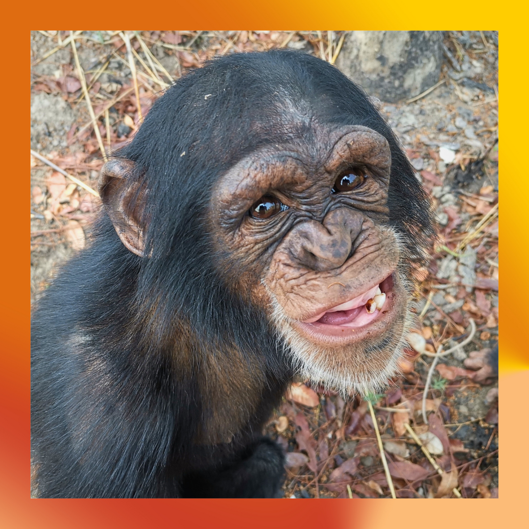 Marco the chimpanzee at Chimpanzee Conservation Center